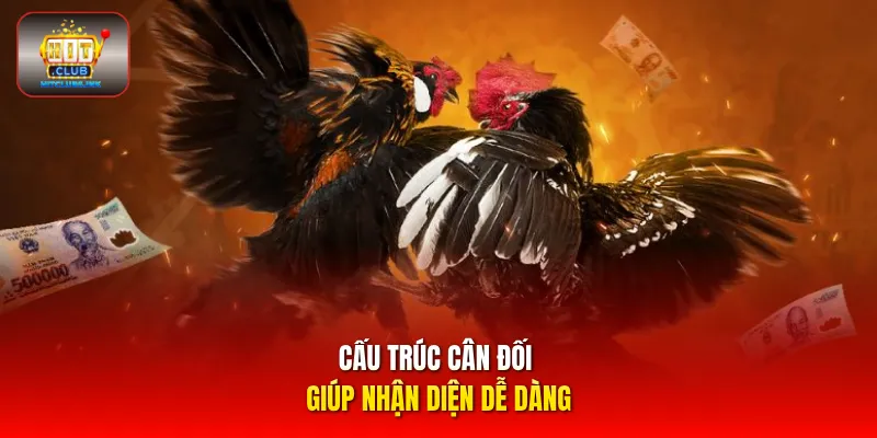 Cấu trúc cân đối giúp nhận diện dễ dàng