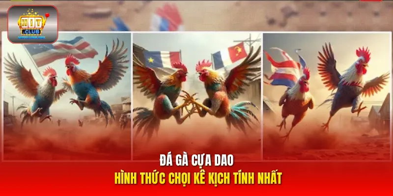 Đá gà cựa dao hình thức chọi kê kịch tính nhất