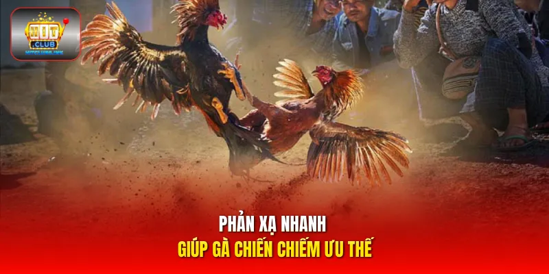 Phản xạ nhanh giúp gà chiến chiếm ưu thế